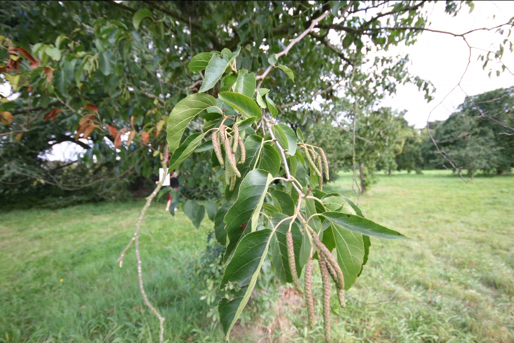 معرفی و راهنمای پرورش درختان زینتی - توسکای ییلاقی